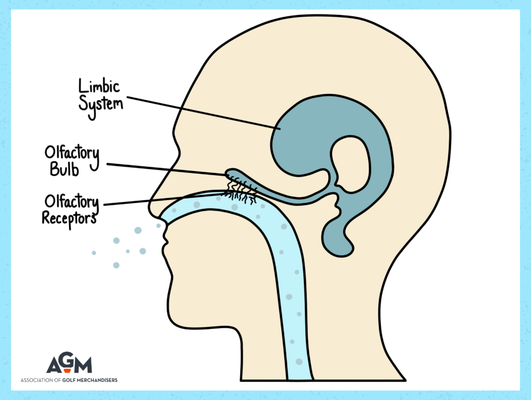 A simplified medical illustration showing a profile view of a human head. Lines point to labeled internal structures including the Olfactory Receptors in the nasal passage, the Olfactory Bulb, and the Limbic System in the brain. Small blue dots represent scent particles entering the nose.